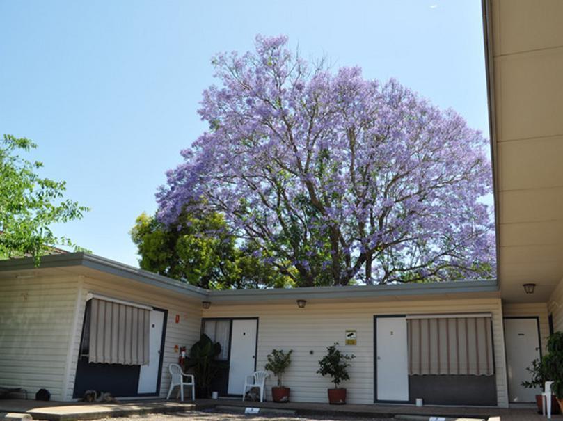 Red Cedar Motel Muswellbrook Dış mekan fotoğraf